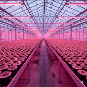 Gemini_Generated_Image_eqe7rqeqe7rqeqe7