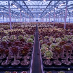 Gemini_Generated_Image_ml5vqcml5vqcml5v