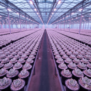 Gemini_Generated_Image_rvhcelrvhcelrvhc