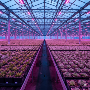 Gemini_Generated_Image_s9zf7ls9zf7ls9zf