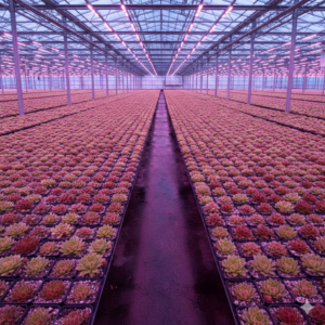 Gemini_Generated_Image_tcaks7tcaks7tcak