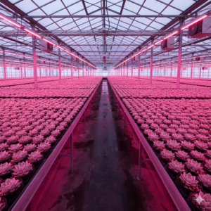 Gemini_Generated_Image_tvsx4vtvsx4vtvsx