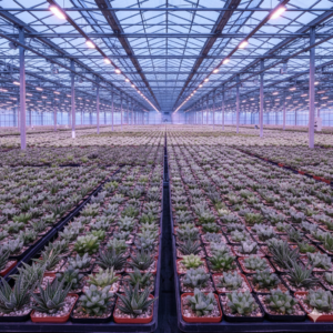 Gemini_Generated_Image_xg7kgpxg7kgpxg7k